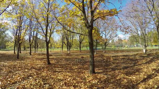 A levelek, ragyogó őszi festett Vértes — Stock videók