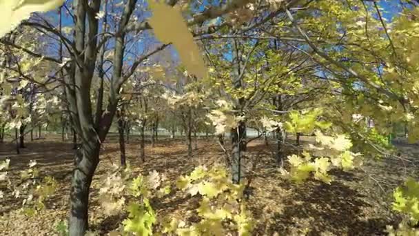Jesienią malowane drzewo zbliżenie z jego liści, świecące — Wideo stockowe