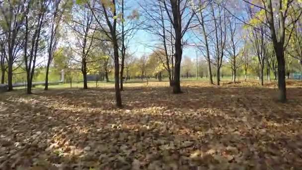 Hösten målade träd närbild med dess blad glödande — Stockvideo