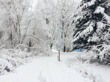 ağaçları ile güzel karlı manzara