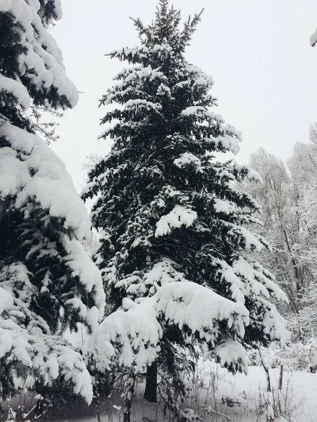 Bela paisagem nevada com árvores — Fotografia de Stock
