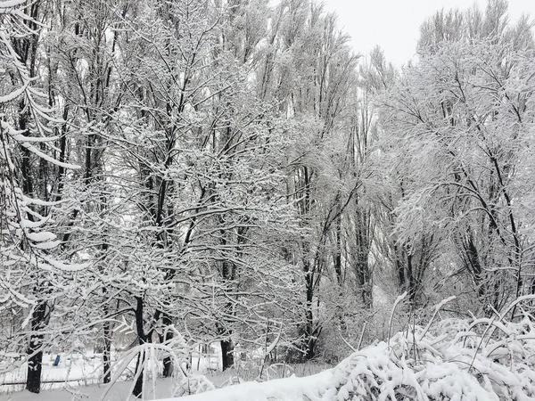 ağaçları ile güzel karlı manzara