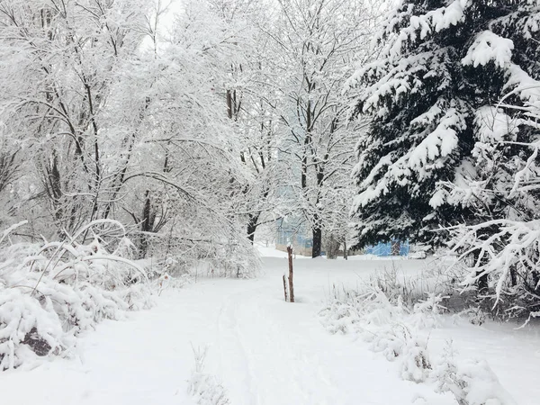 ağaçları ile güzel karlı manzara