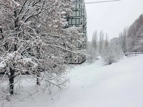 Красивий сніжний пейзаж з деревами — стокове фото