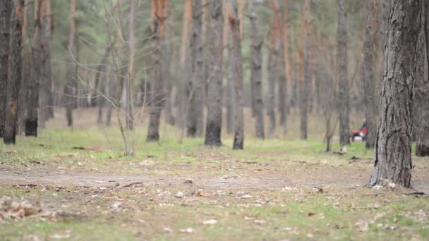 Madre caminando con un cochecito en el bosque — Vídeo de stock