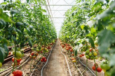 Kırmızı ve yeşil bir serada domates seçili