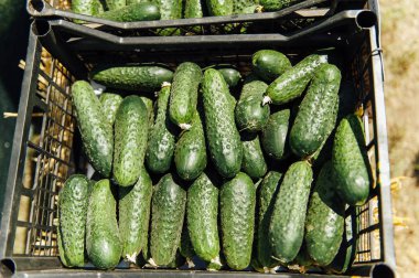 Plastik kutu yeşil taze salatalık