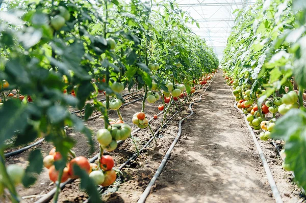 Red and green selected tomatoes in a greenhouse — Stock Photo, Image