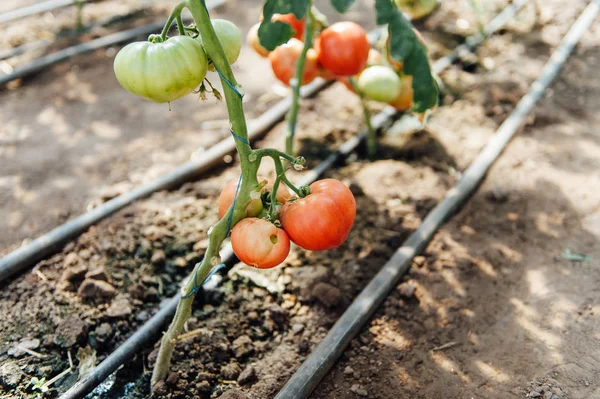 Tomates rojos y verdes seleccionados en un invernadero — Foto de Stock