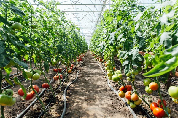 Rote und grüne ausgewählte Tomaten im Gewächshaus — Stockfoto