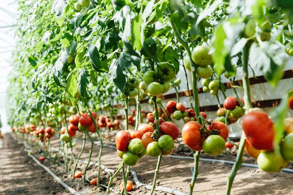 Röd och grön valt tomater i växthus — Stockfoto