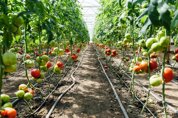 Tomates rouges et vertes sélectionnées dans une serre — Photo