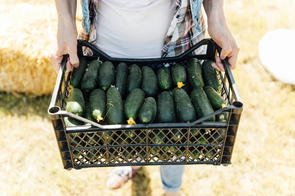 Woman holding a freshly harvested cucumbers.