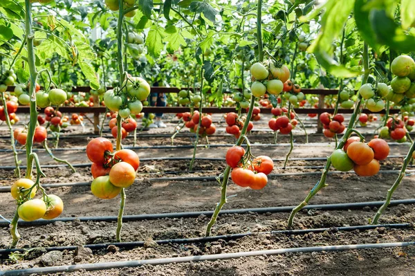 红色和绿色在温室中选择西红柿 — 图库照片