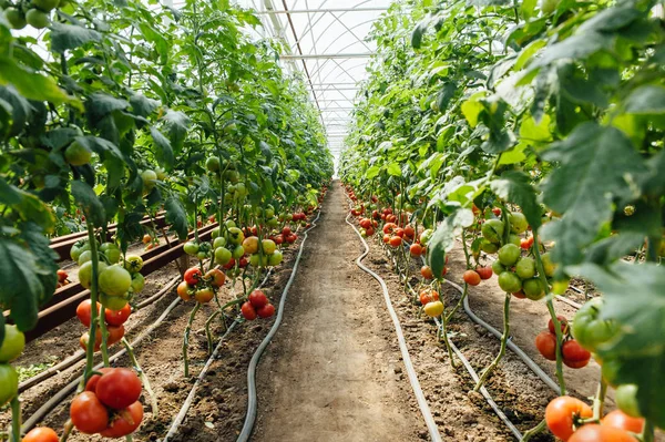 빨간색과 녹색 온실에서 토마토를 선택 — 스톡 사진