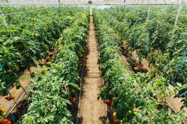 Kırmızı ve yeşil bir serada domates seçili