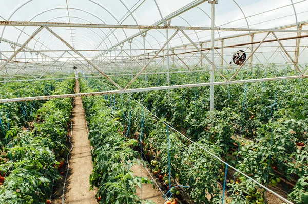 Tomates rojos y verdes seleccionados en un invernadero — Foto de Stock