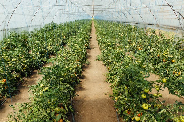 红色和绿色在温室中选择西红柿 — 图库照片