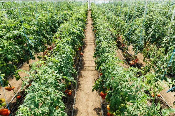 Röd och grön valt tomater i växthus — Stockfoto