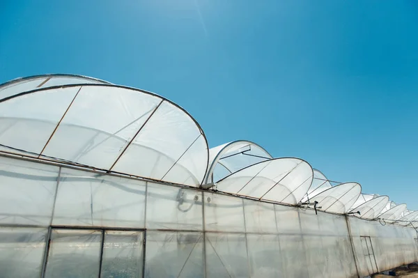 Fila de invernadero de melón con cielo azul — Foto de Stock