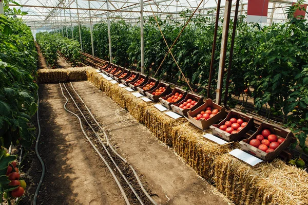 Sabrosos tomates en cajas de cartón en el mercado , — Foto de Stock