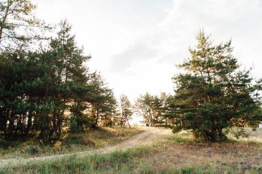 Ladin, çam ağaçları glade gün batımı ile orman