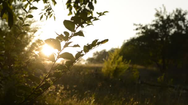 Rama de un árbol al atardecer con un insecto — Vídeos de Stock