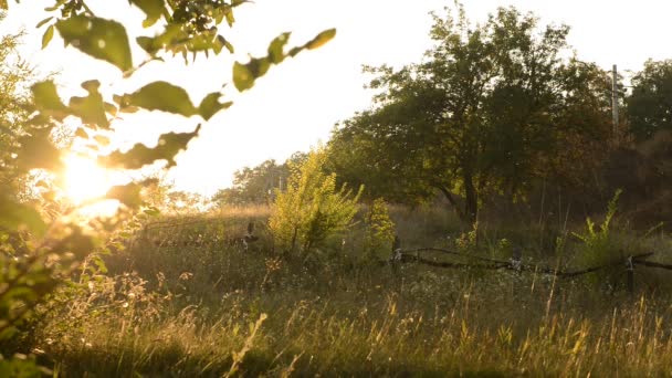 Tak van een boom bij zonsondergang met een insecten — Stockvideo