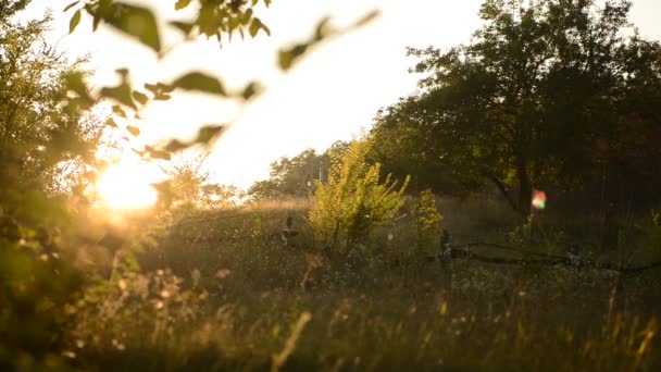 一棵树上在日落时与昆虫 — 图库视频影像