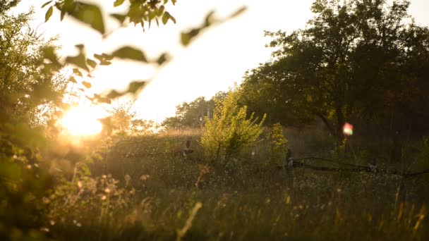 Branche d'un arbre au coucher du soleil avec un insecte — Video