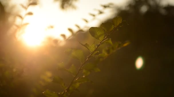 Κλαδί ενός δέντρου στο ηλιοβασίλεμα με ένα έντομα — Αρχείο Βίντεο