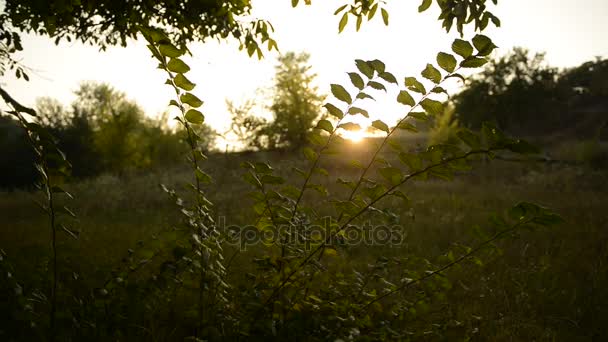 Rama de un árbol al atardecer con un insecto — Vídeos de Stock