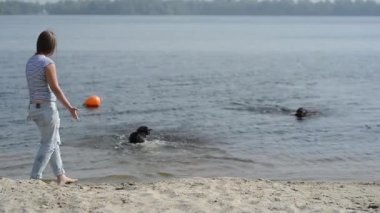 güzel kız ile kahverengi Labrador'un oynuyor