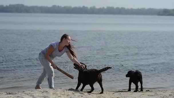 Schönes Mädchen spielt mit braunen Labradoren — Stockvideo