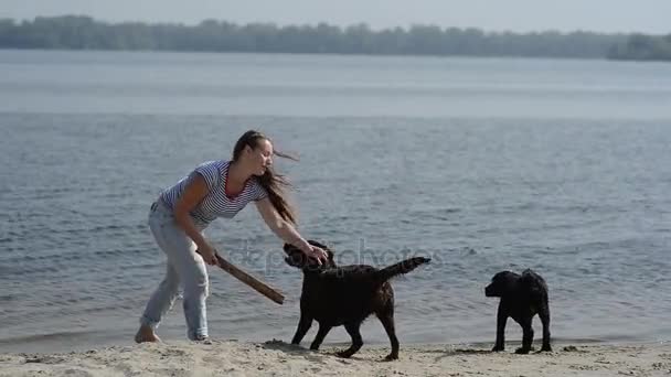 Hermosa chica está jugando con marrón labradores — Vídeo de stock