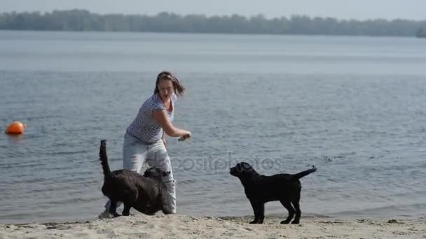 Beautiful girl is playing with brown labradors — Stock Video