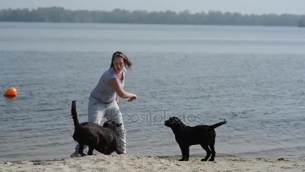 Vacker flicka leker med bruna labradorer — Stockvideo