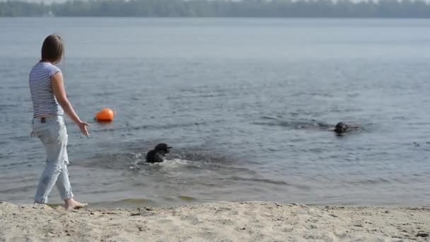 Mooi meisje speelt met bruine labradors — Stockvideo