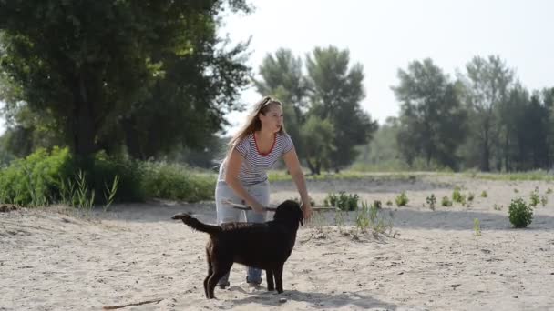 Schönes Mädchen spielt mit braunen Labradoren — Stockvideo