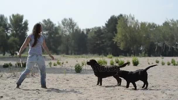 Menina bonita está brincando com labradores marrons — Vídeo de Stock