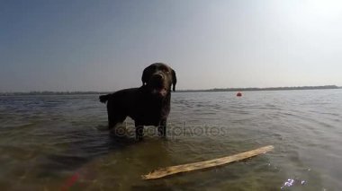neşeli kahverengi labrador oyunda su