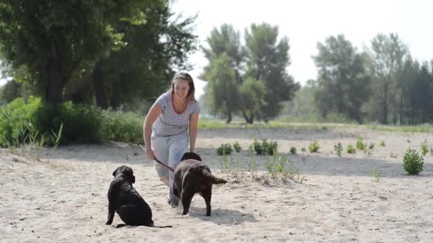 Vacker flicka leker med bruna labradorer — Stockvideo