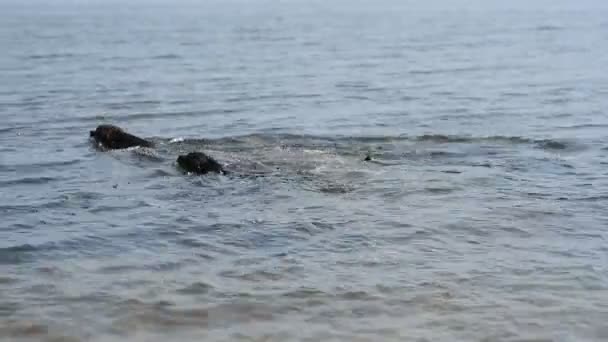 Два веселых коричневых лабрадора играют в воде — стоковое видео