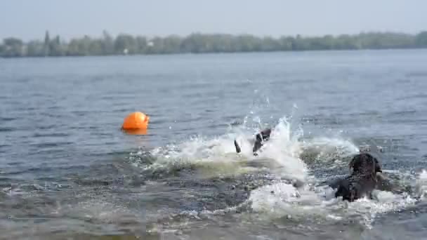 Два веселых коричневых лабрадора играют в воде — стоковое видео