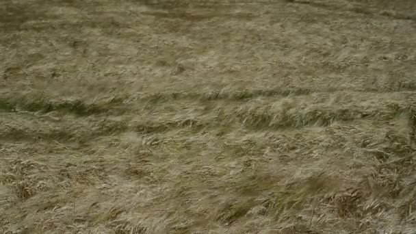 Weizenfeld. Wind bläst und bewegt die Stacheln — Stockvideo