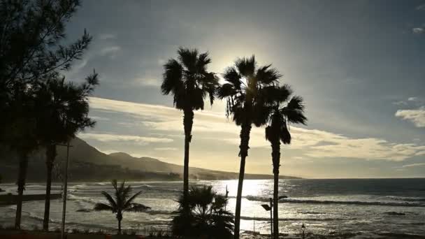 Palmbomen zwaaien in de wind nabij de oceaan bij zonsondergang — Stockvideo