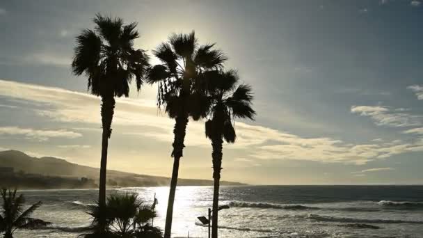 Palmbomen zwaaien in de wind nabij de oceaan bij zonsondergang — Stockvideo