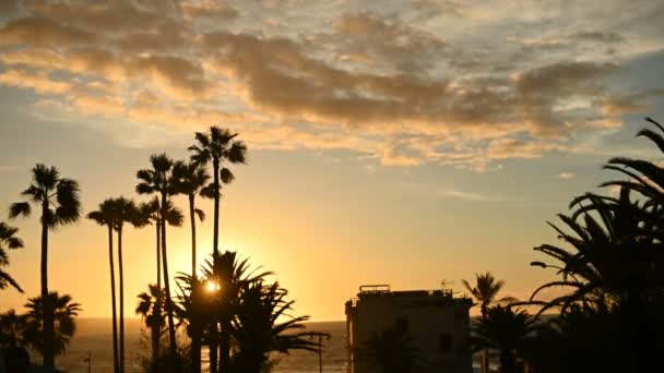 Palmbomen zwaaien in de wind nabij de oceaan bij zonsondergang — Stockvideo