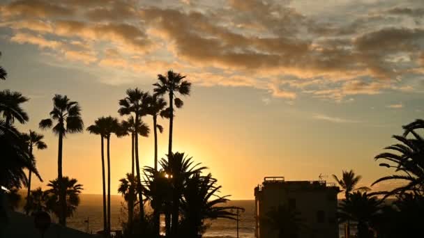 Palmbomen zwaaien in de wind nabij de oceaan bij zonsondergang — Stockvideo