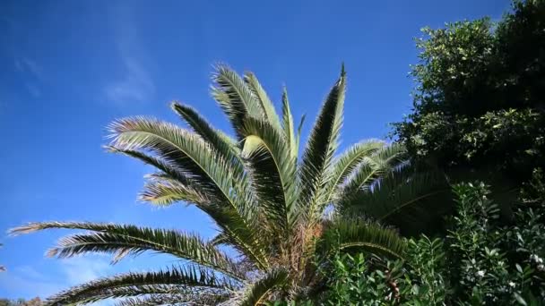 Tropikalne liście palmy kołyszą się w łagodnym wietrze nad błękitnym niebem — Wideo stockowe